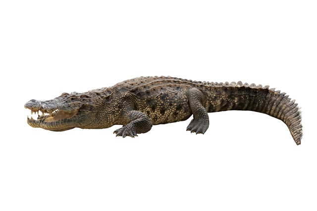 Crocodile