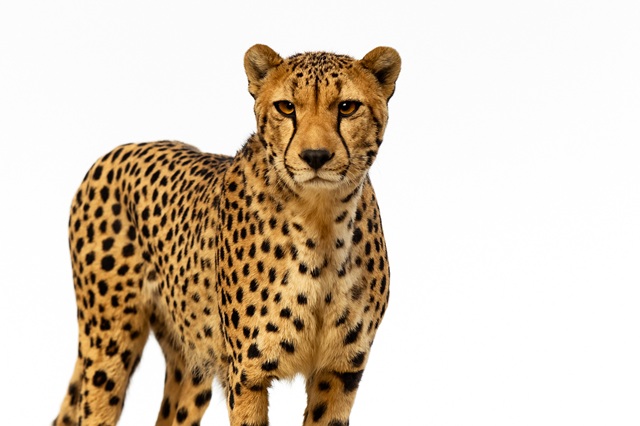 Cheetah
